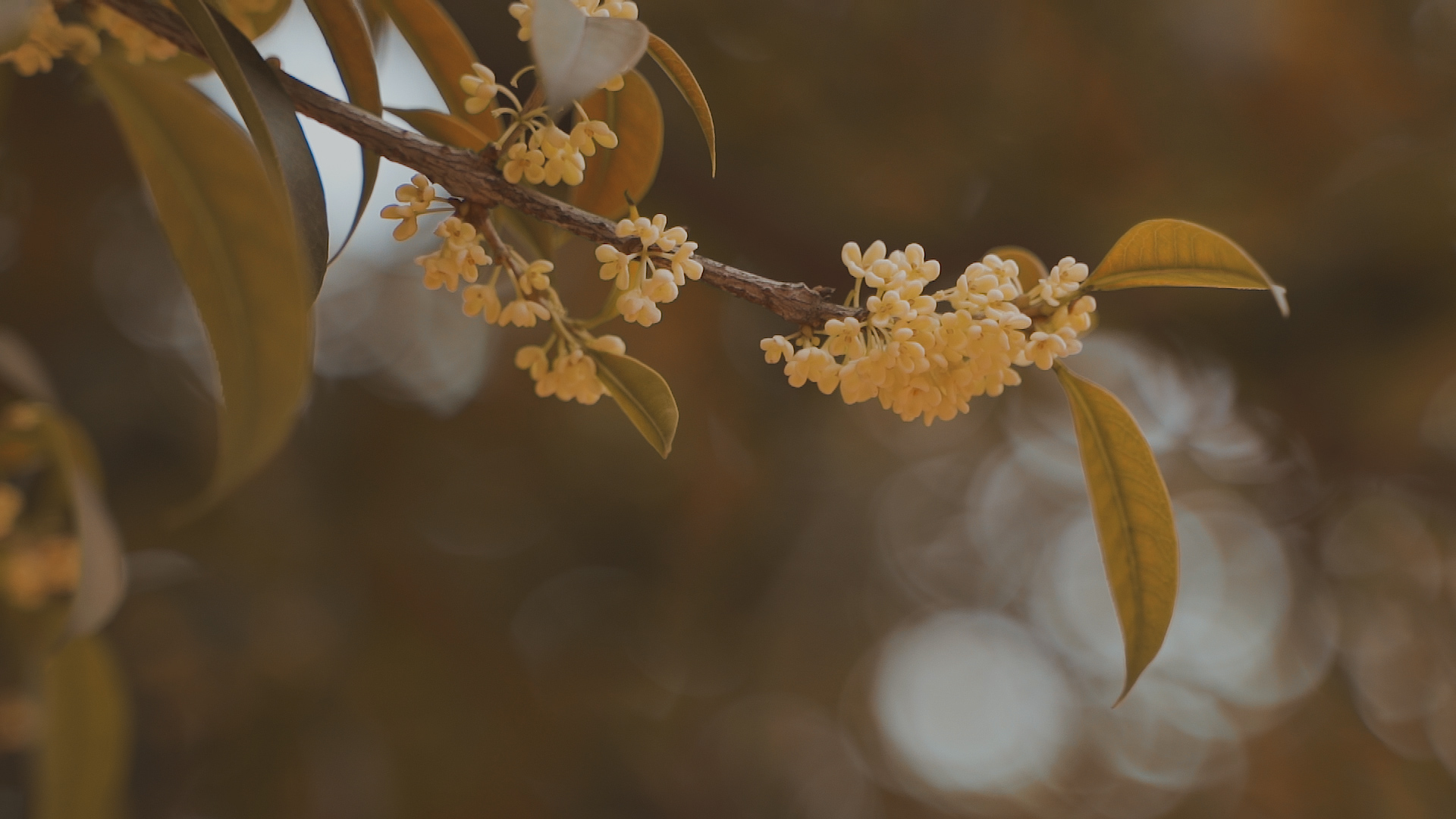 四季光影下的德阳文庙 | 秋礼(图13) 四季光影下的德阳文庙 | 秋礼(图13)