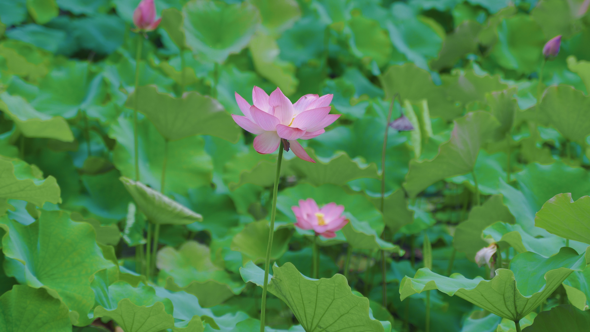 来文庙赴一场浪漫的约会吧(图3)