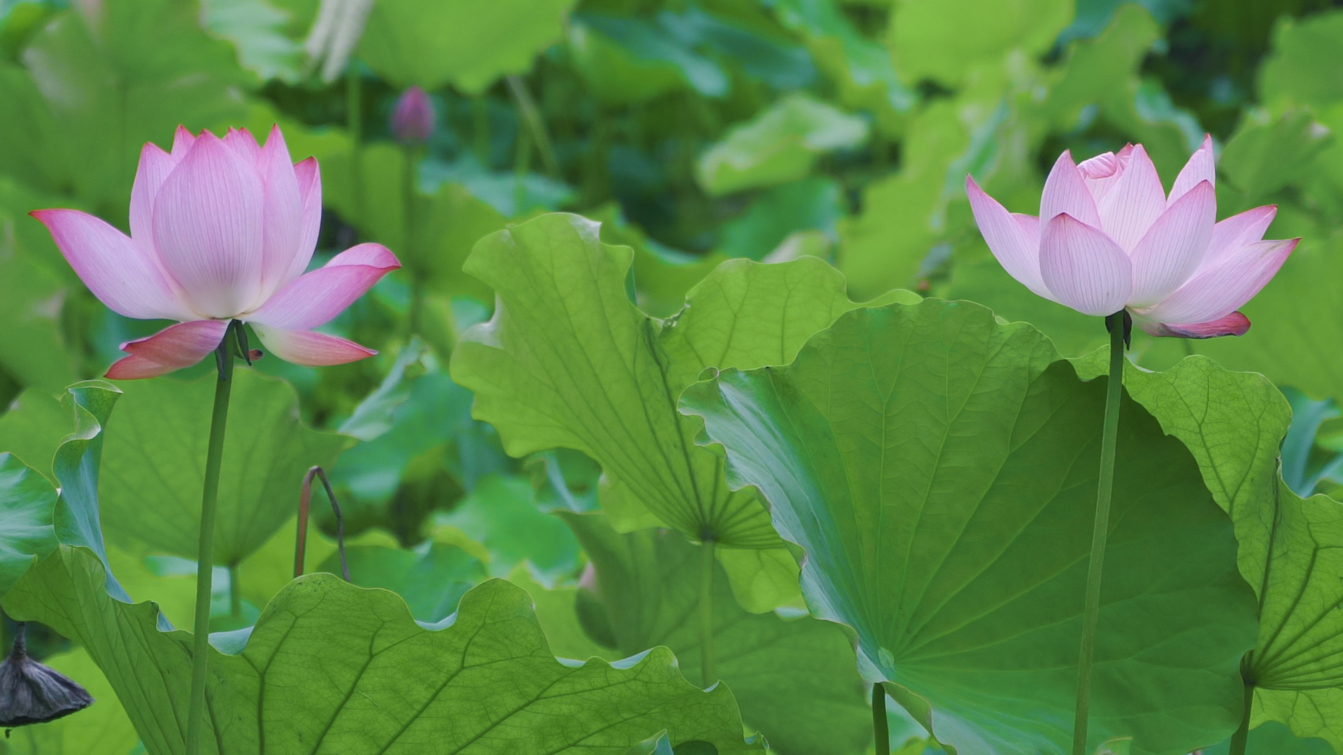 来文庙赴一场浪漫的约会吧(图8)