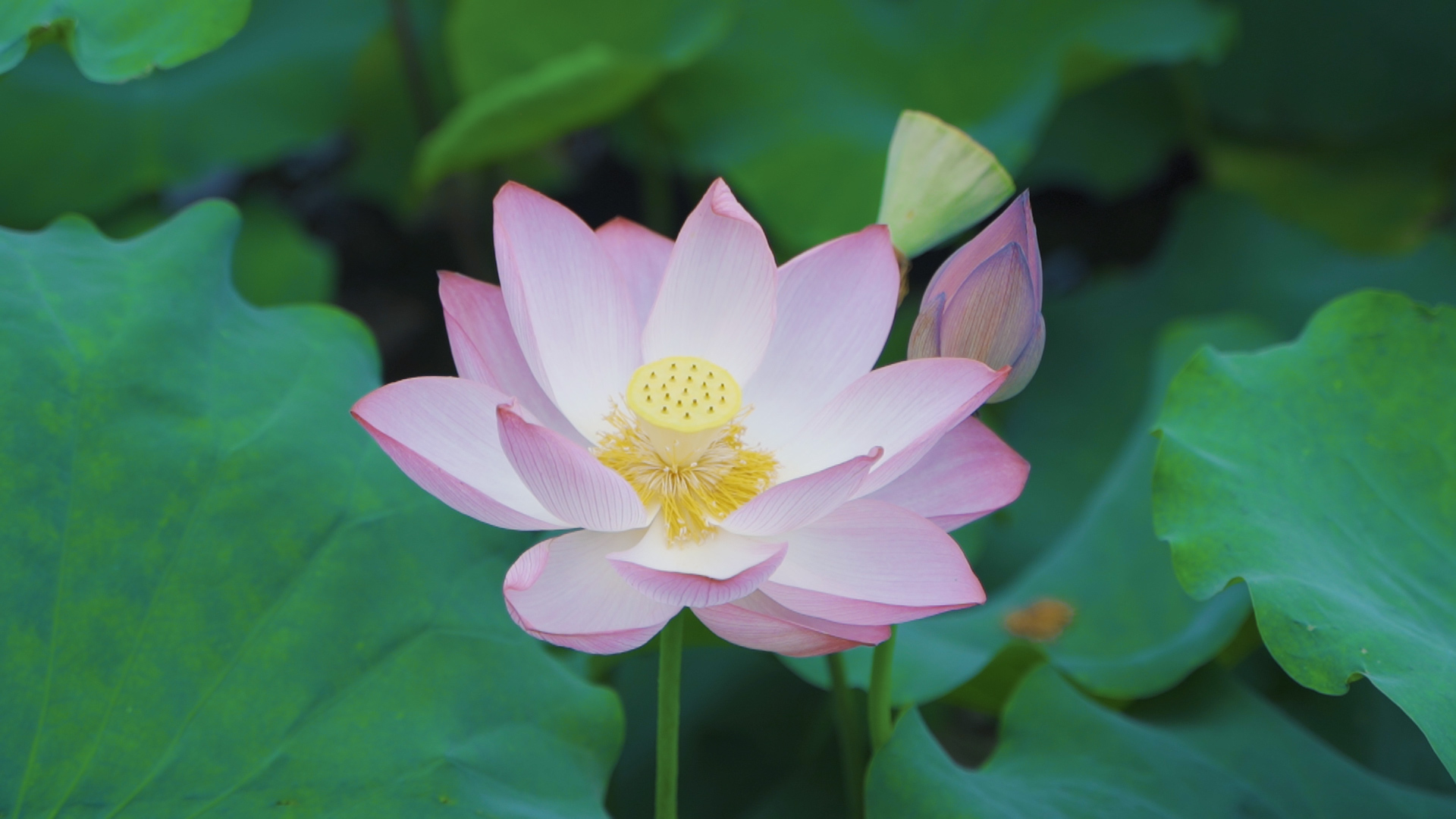 来文庙赴一场浪漫的约会吧(图7)