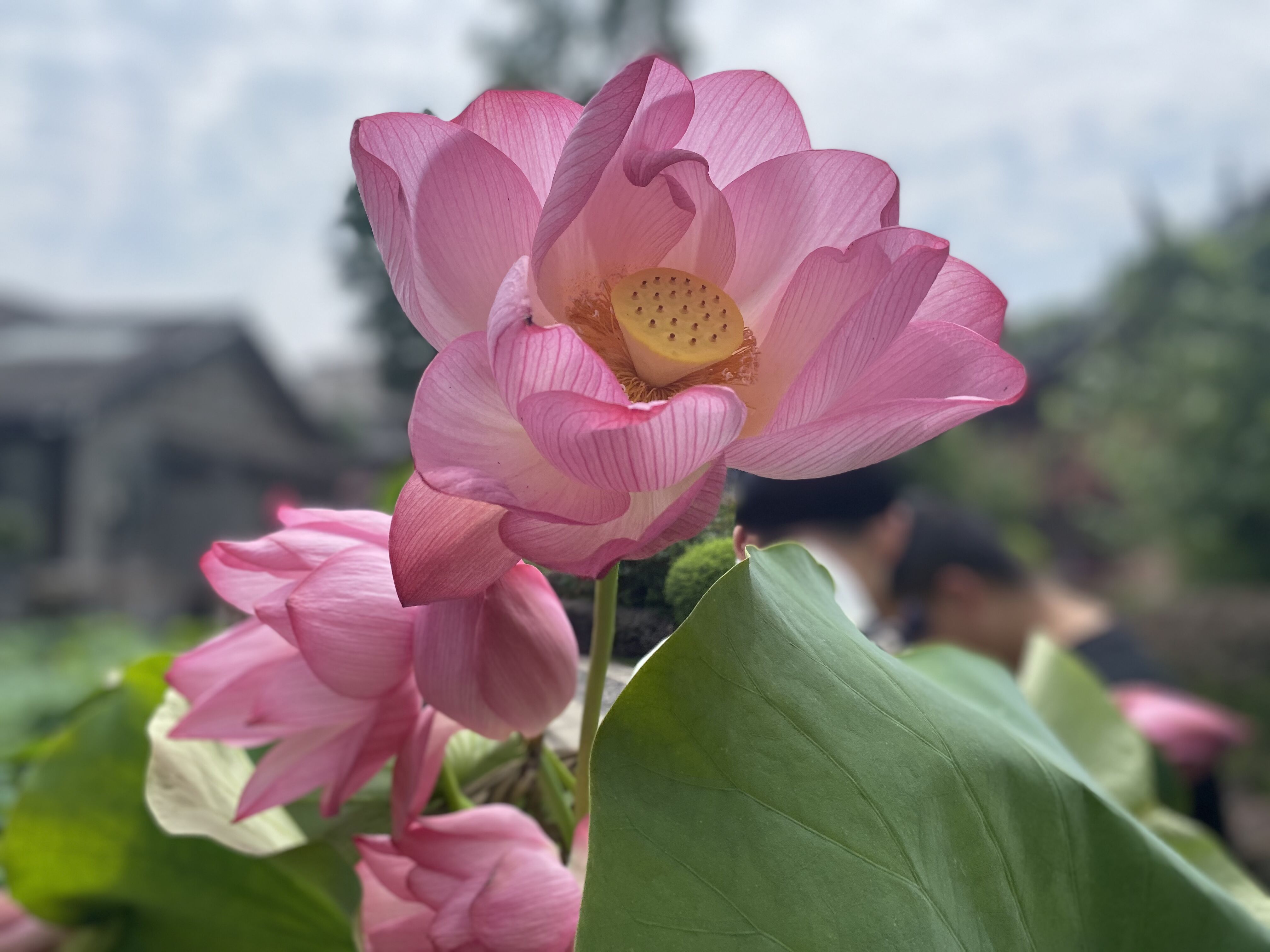 来文庙赴一场浪漫的约会吧(图10)