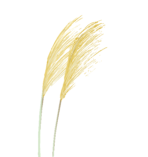 德阳文庙即将再现“穿越千年”的祭孔大典(图7)