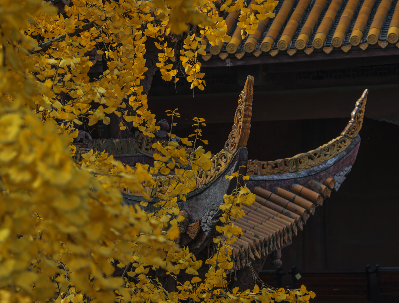 看过来，这里的元旦好热闹！(图6)